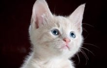 Ветеринары назвали 5 событий, которые кошки умеют предсказывать
