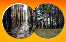 "Укушенный войной": почему Серебрянский лес нельзя просто высадить заново, - эколог