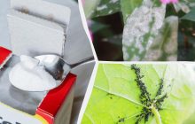 Тля, муравьи и мучнистая роса исчезнут: поможет простое средство с кухни