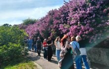 Не проштовхнутися: у київському ботсаду ажіотаж через цвітіння бузку (фоторепортаж)