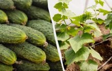 Огурцы приживутся с первого дня: как подготовить и чем удобрить почву перед посадкой