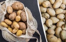 Картофель не прорастет до следующей весны: в каких условиях хранить овощ