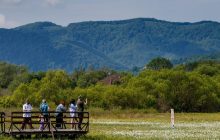 Еще есть время полюбоваться: в Долине нарциссов на Закарпатье пик цветения (фоторепортаж)