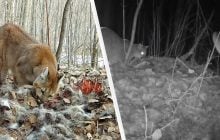 Ученые установили камеры для изучения волков и увидели несколько удивительное (видео)