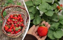 Два стакана на ведро воды - клубника будет крупной и сладкой: чем полить растение в мае