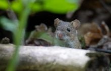 14 мая в Киеве станет на пару градусов теплее