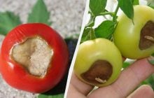 Кальциевая селитра - прошлый век: как быстро избавиться от вершинной гнили на томатах