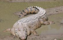 Пять морских крокодилов были обнаружены в мангровых зарослях: почему это важно