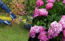 Що робити з півоніями, коли відцвітуть: садівники дали дієві поради