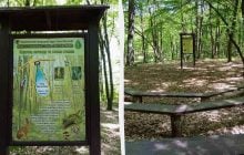 В столичном Голосеевском лесу появилась новая экотропа, идеально подходящая для детей