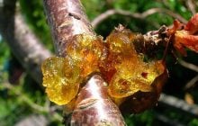 Клей на плодових деревах - тривожний сигнал: чому він з’являється та як врятувати сад