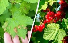 Эта тля есть на каждой смородине: смесь 2 домашних средств вылечит кусты