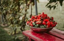 Де не можна висаджувати перець на городі: врожаю можна й не дочекатися