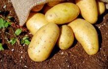 Молодая картошка на рынке дешевеет: сколько сейчас стоит килограмм