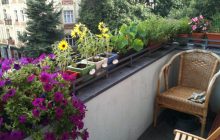 Що посадити на балконі влітку: експерти назвали 7 найкращих теплолюбних рослин