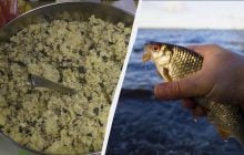 Караси набрасываются на эту прикормку в июне: не успеваю снимать с крючка