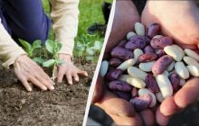 Сезон посадки квасолі в Україні: названо найсприятливіші дати 2026 року