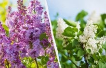 Что делать с сиренью после цветения: садоводы раскрыли секрет