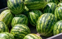 Лише одна деталь допоможе вибрати солодкий і стиглий кавун: що кажуть експерти