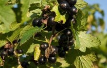 Одна подкормка в мае - и смородина усыпана ягодами: дачники раскрыли секрет