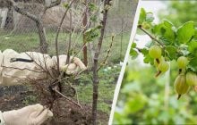 Эти соседи лишат крыжовник всего урожая: где его лучше сажать