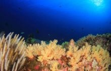 Вчені знайшли рекордну кількість морських жителів за рік: що це за істоти (фото)