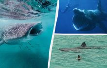 Настоящие подводные монстры: самые крупные морские и пресноводные рыбы в мире