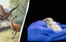 Из искусственного яйца вылупились первые птенцы гигантских моа, которые жили 600 лет назад