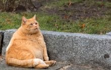 Как понять, что коту пора похудеть: ветеринар назвала два основных признака