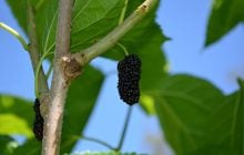 Самый быстрый урожай: эти деревья готовы дать плоды чуть ли не в первый год после посадки