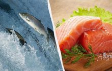 Яка риба корисніша – дика чи фермерська: експерти розкрили всі нюанси