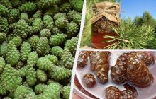 Сладости прямо из-под ног: какие заготовки можно сделать из молодых шишек