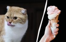 Чи можна давати коту морозиво: ветеринар відповів на популярне питання