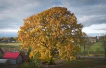 В Європі обрали "дерево року": де воно росте