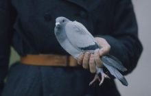 Почтовым голубям проще ориентироваться в полете, когда они летят домой вместе
