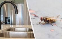 Почему мухи летят в дом летом: если устранить эту причину, то окна можно и не закрывать