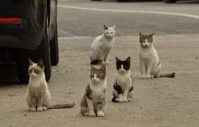 Як продовжити життя домашньому коту: експерти дали важливі поради