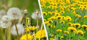 Много одуванчиков на участке - важный сигнал: когда нужно убирать сорняк