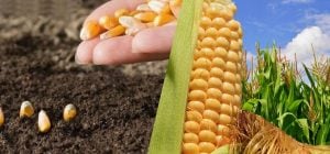 Календар посіву кукурудзи в Україні: лише 7 днів підходять за місячним календарем