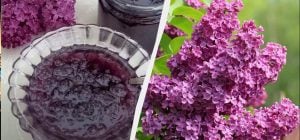 Заменит вам половину аптечки: варенье из сирени - ароматное и витаминное