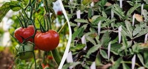 Чому жовтіють листя томатів: основна причина та чим поливати рослини