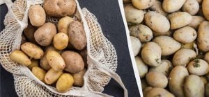 Картофель не прорастет до следующей весны: в каких условиях хранить овощ