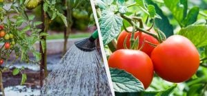 Добриво для помідорів своїми руками: 3 інгредієнти, щоб кущі гнулися від врожаю
