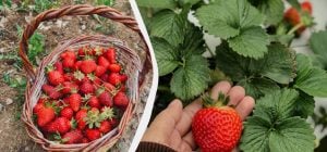Два стакана на ведро воды - клубника будет крупной и сладкой: чем полить растение в мае