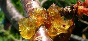 Клей на плодовых деревьях - тревожный сигнал: почему он появляется и как спасти сад
