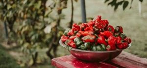Де не можна висаджувати перець на городі: врожаю можна й не дочекатися