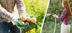 Картошки хватит на целый год, если сделать это сразу после посадки: как за ней ухаживать