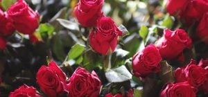 Як виростити троянди в горщику: основні поради для красивого домашнього саду