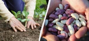 Сезон посадки квасолі в Україні: названо найсприятливіші дати 2026 року