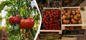 Томаты дадут тройной урожай, если высадить рассаду по этому методу: что нужно делать